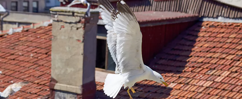 Residential Chimney Animal Removal Solution in Frankfort, IL